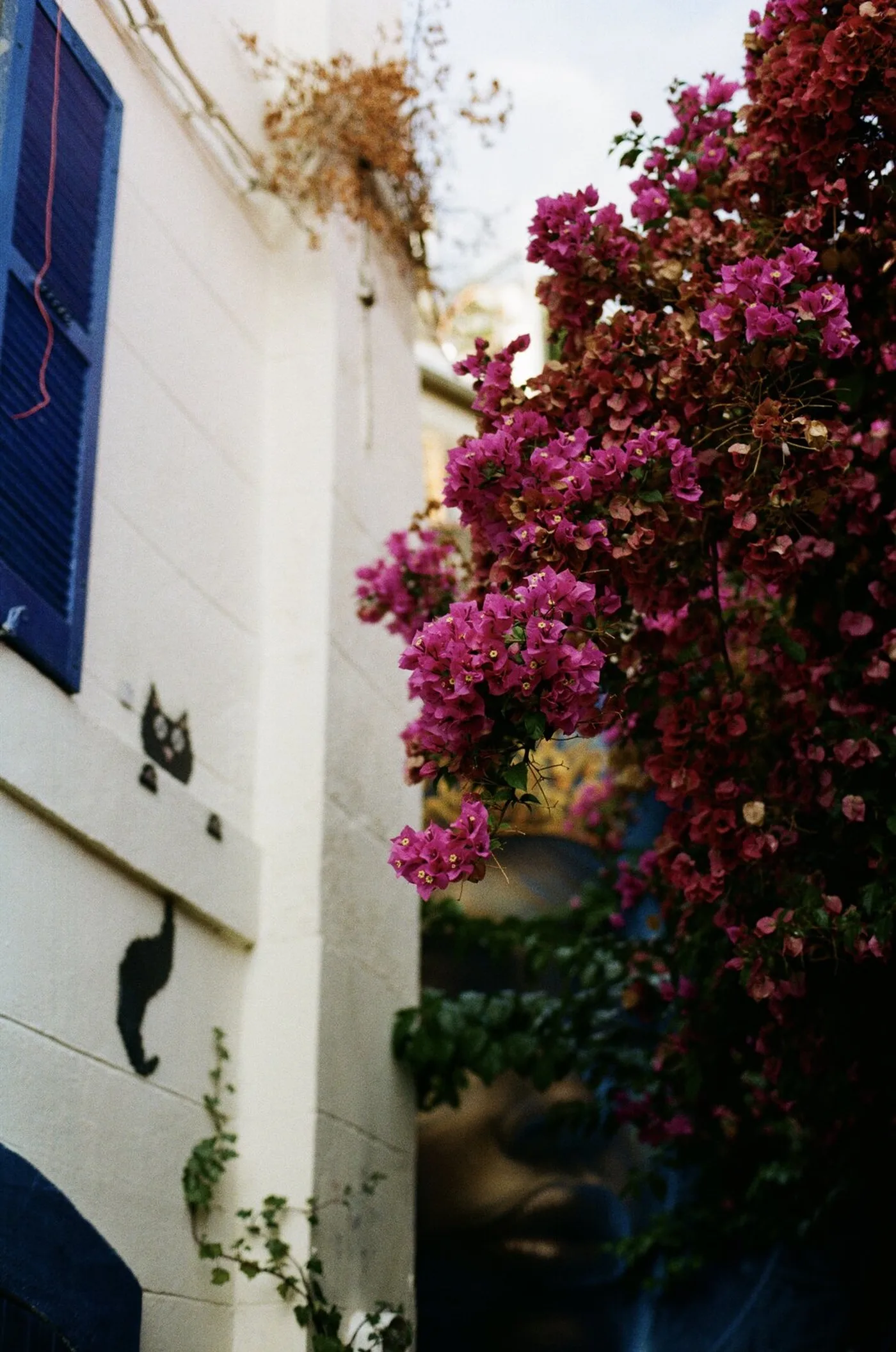Bougainvillea over a white wall with blue shutters